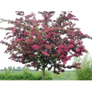 Hloh obyčajný (Crataegus laevigata) ´PAUL´S SCARLET´ - výška 180-230 cm, obvod kmeňa 4/6 cm, kont. C7.5L
